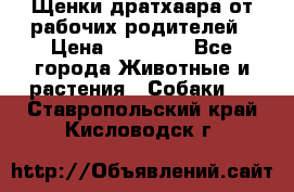 Щенки дратхаара от рабочих родителей › Цена ­ 22 000 - Все города Животные и растения » Собаки   . Ставропольский край,Кисловодск г.